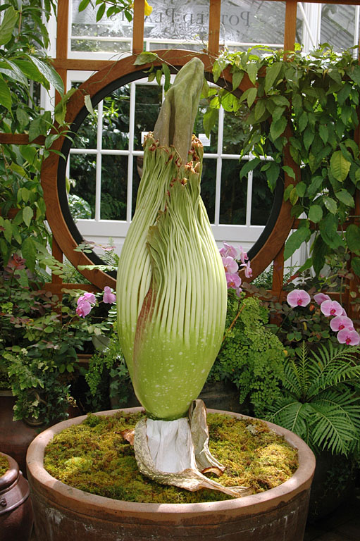  ::   (Amorphophallus titanum) ::  1