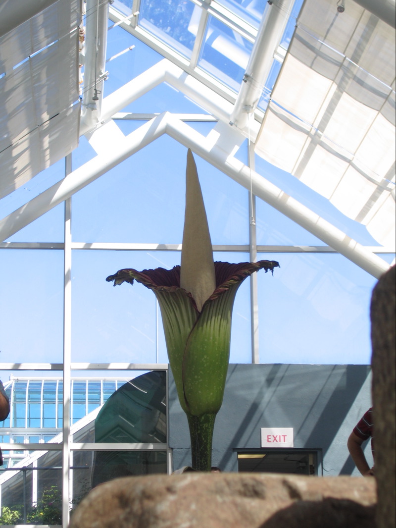  ::   (Amorphophallus titanum) ::  1