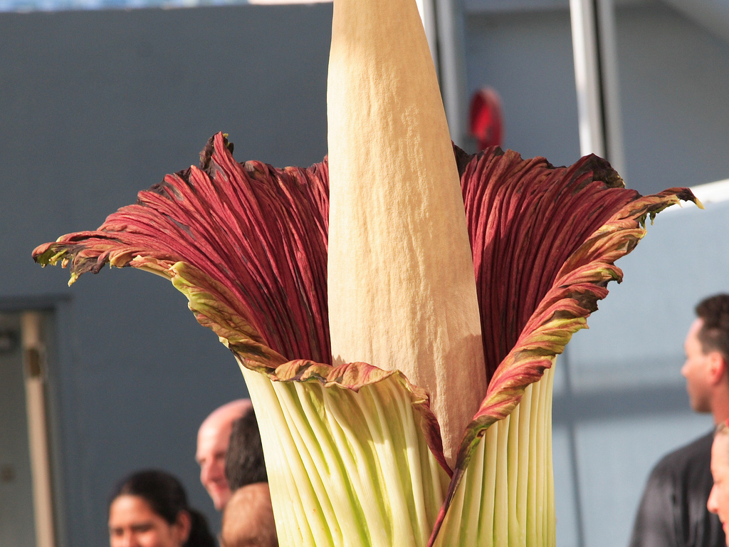  ::   (Amorphophallus titanum) ::  1