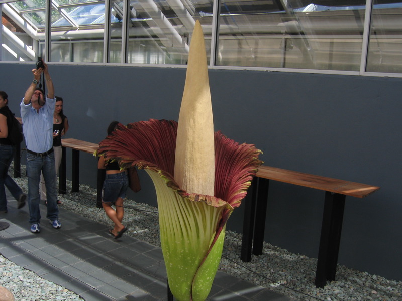  ::   (Amorphophallus titanum) ::  1