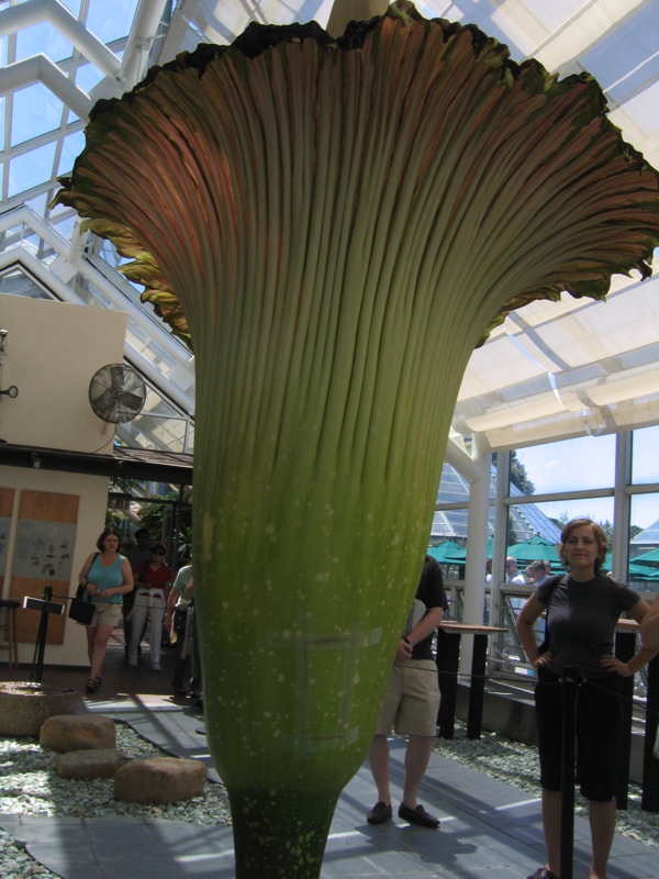  ::   (Amorphophallus titanum) ::  1