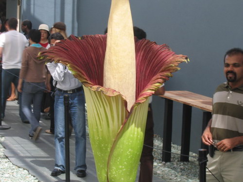  ::   (Amorphophallus titanum)  6