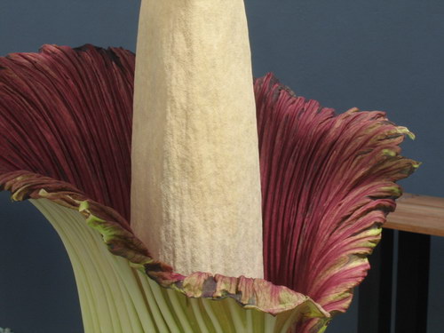  ::   (Amorphophallus titanum)  7