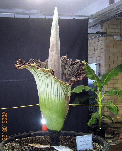  ::   (Amorphophallus titanum)  8