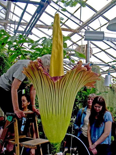  ::   (Amorphophallus titanum)  9