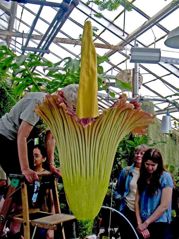  ::   (Amorphophallus titanum) ::  1