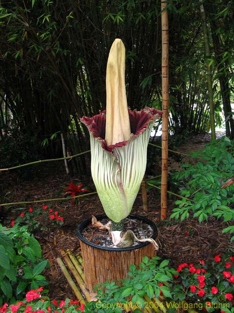  ::   (Amorphophallus titanum) ::  1