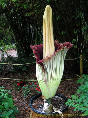  ::   (Amorphophallus titanum)  11