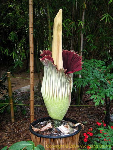  ::   (Amorphophallus titanum)  12