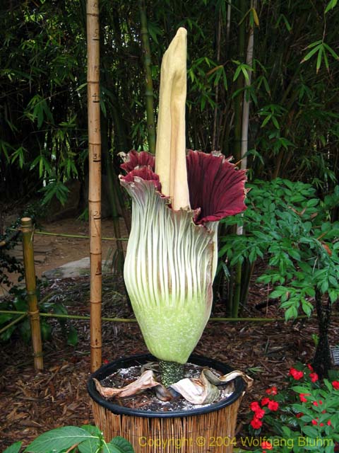  ::   (Amorphophallus titanum) ::  1