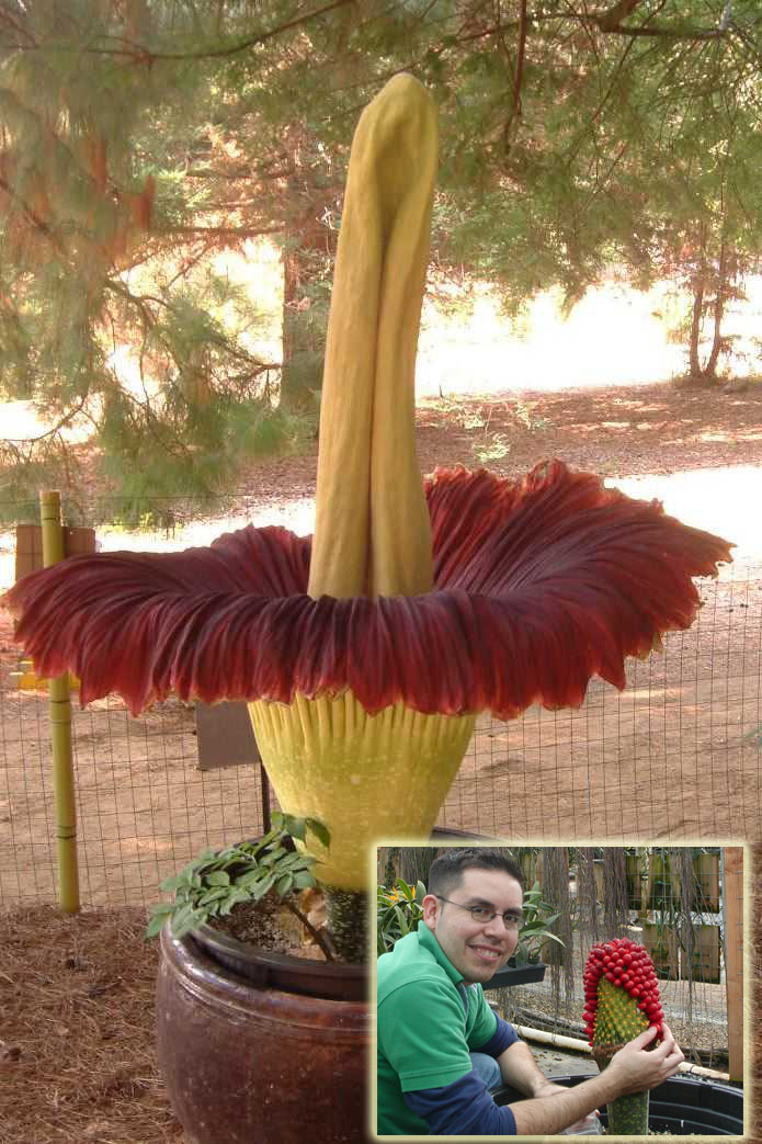  ::   (Amorphophallus titanum) ::  1