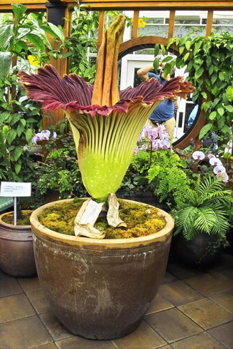  ::   (Amorphophallus titanum)  14