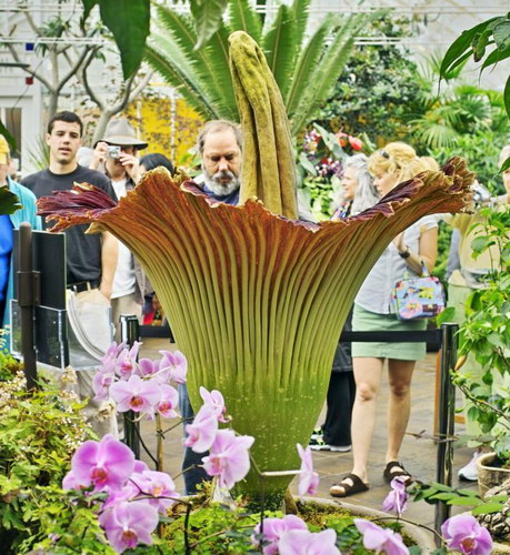  ::   (Amorphophallus titanum)  15