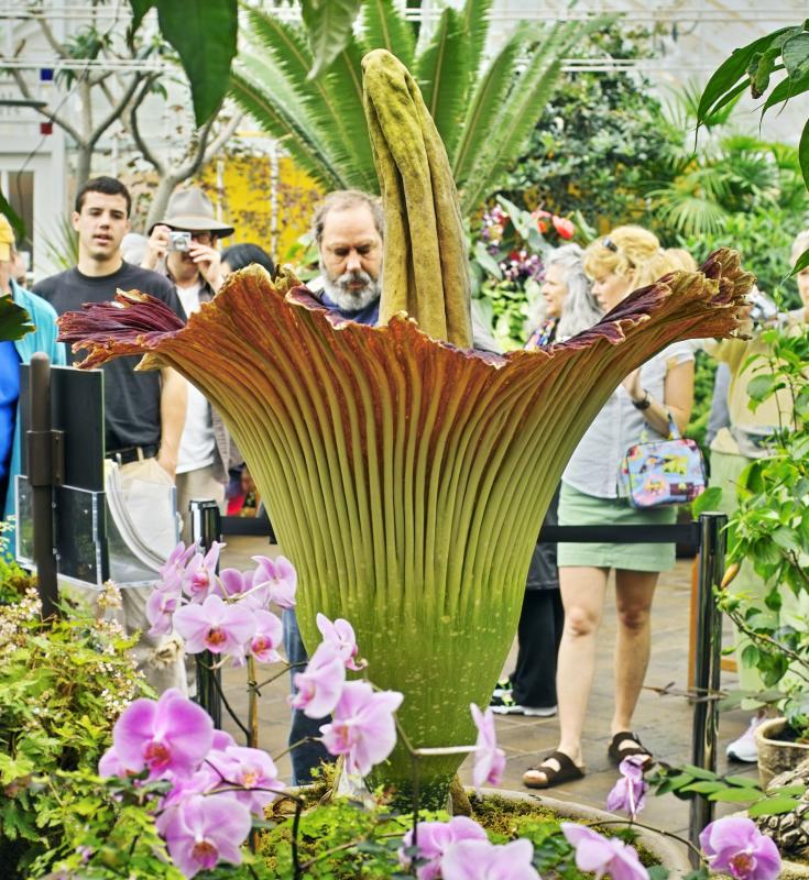  ::   (Amorphophallus titanum) ::  1
