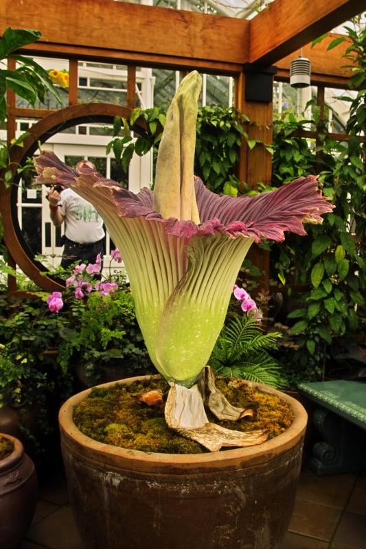  ::   (Amorphophallus titanum) ::  1