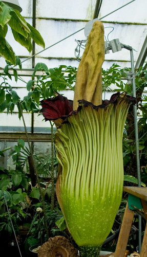  ::   (Amorphophallus titanum)  18