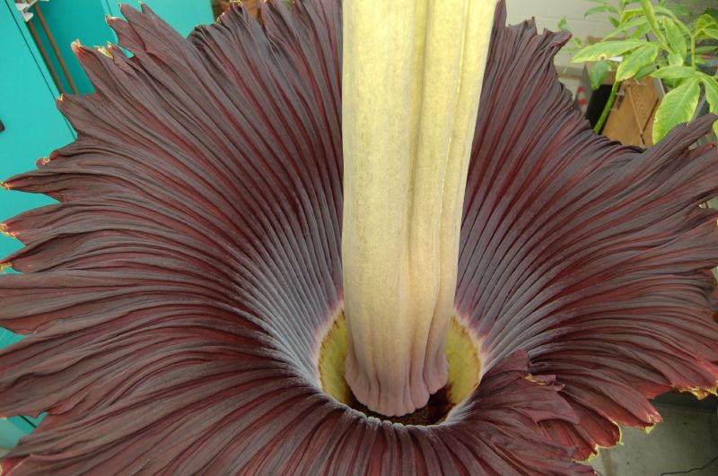  ::   (Amorphophallus titanum) ::  1