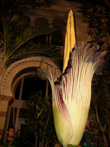  ::   (Amorphophallus titanum)  20