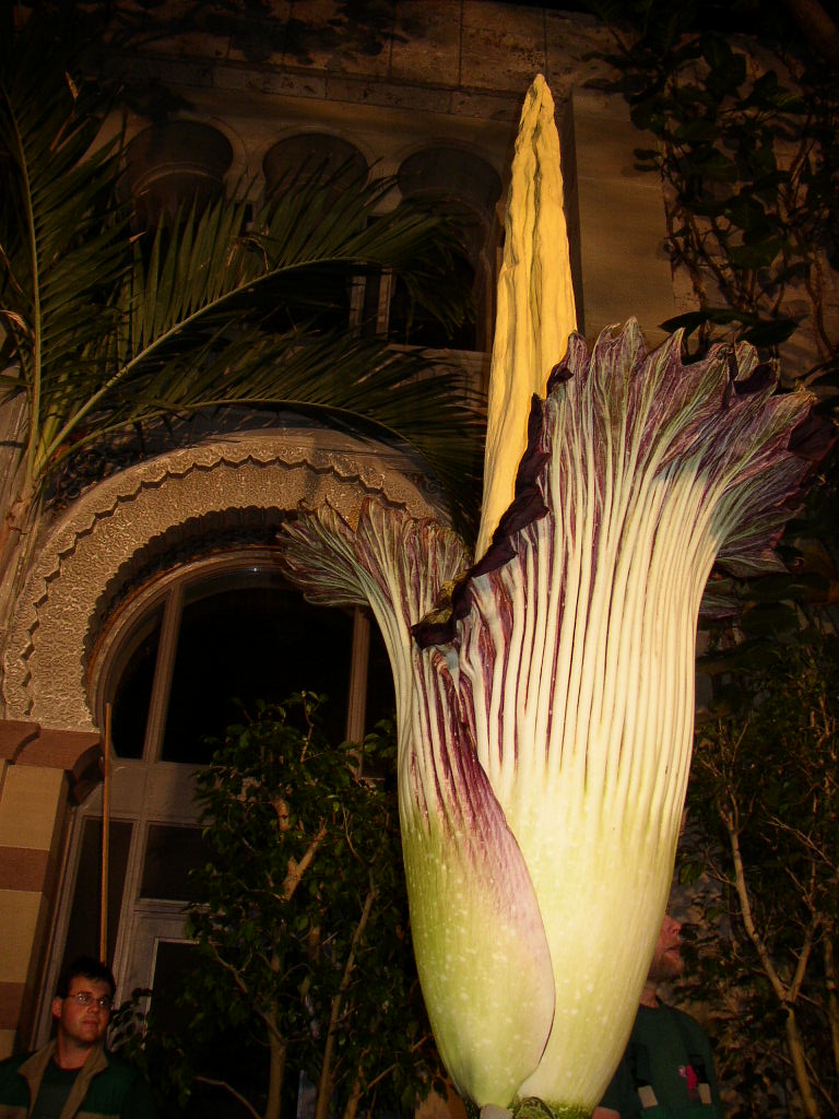  ::   (Amorphophallus titanum) ::  1