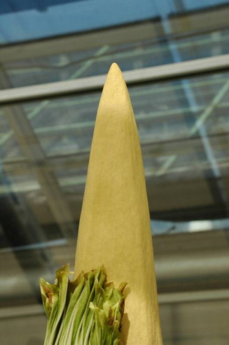  ::   (Amorphophallus titanum)  21
