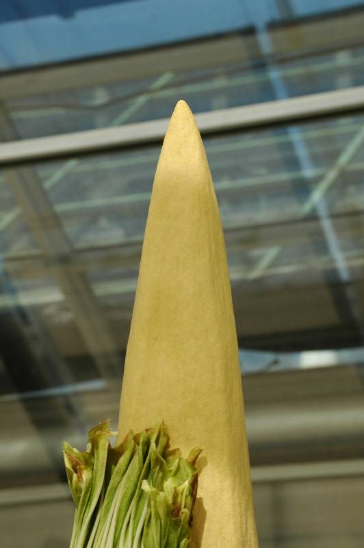  ::   (Amorphophallus titanum) ::  1