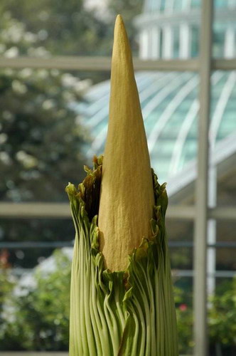  ::   (Amorphophallus titanum)  23