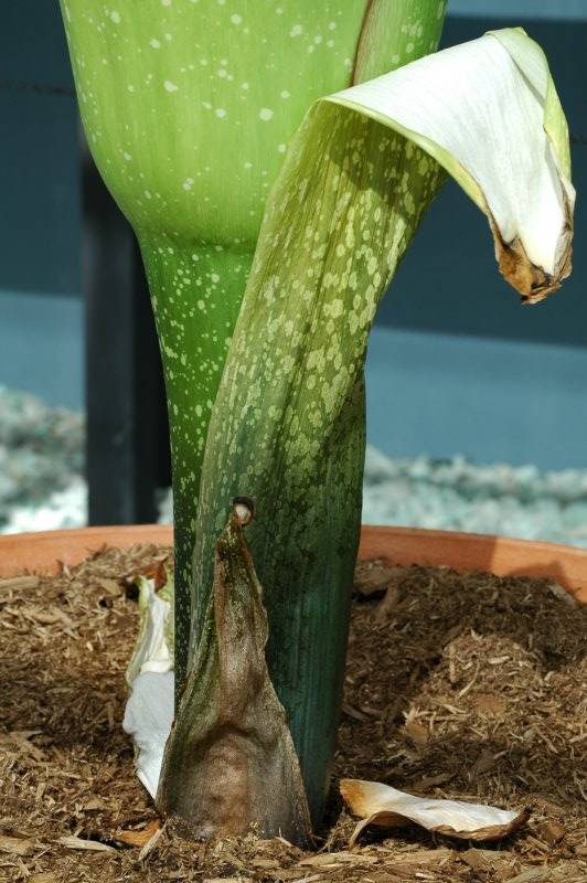  ::   (Amorphophallus titanum) ::  1
