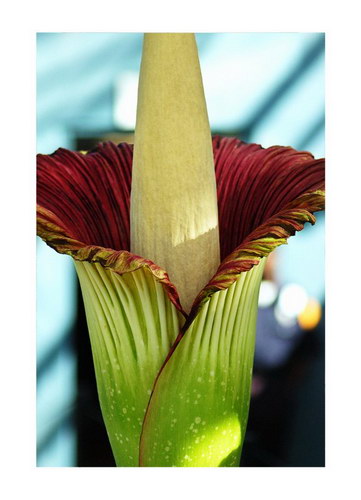  ::   (Amorphophallus titanum)  25