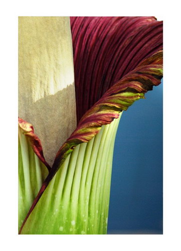  ::   (Amorphophallus titanum)  26