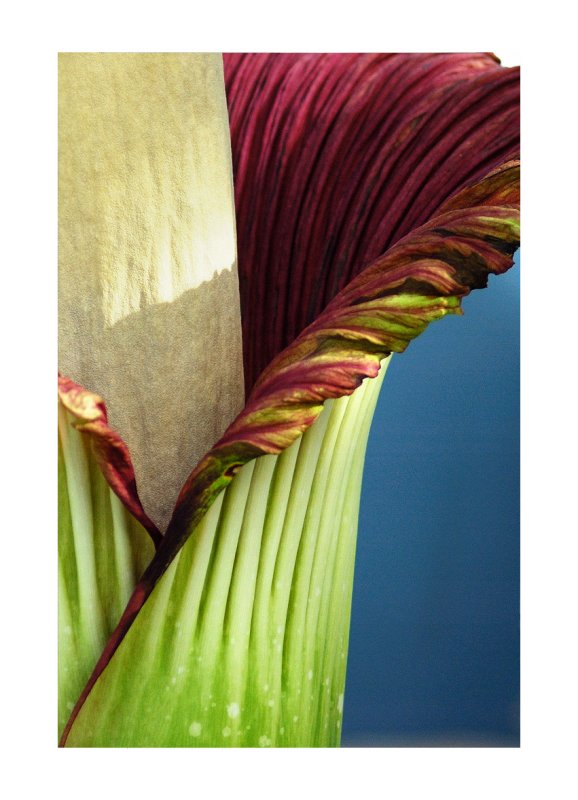  ::   (Amorphophallus titanum) ::  1