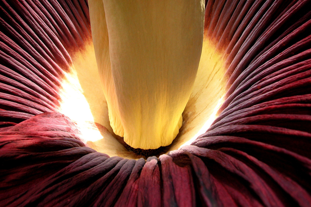  ::   (Amorphophallus titanum) ::  1