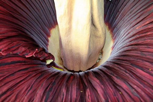  ::   (Amorphophallus titanum)  28