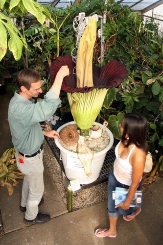  ::   (Amorphophallus titanum)  29
