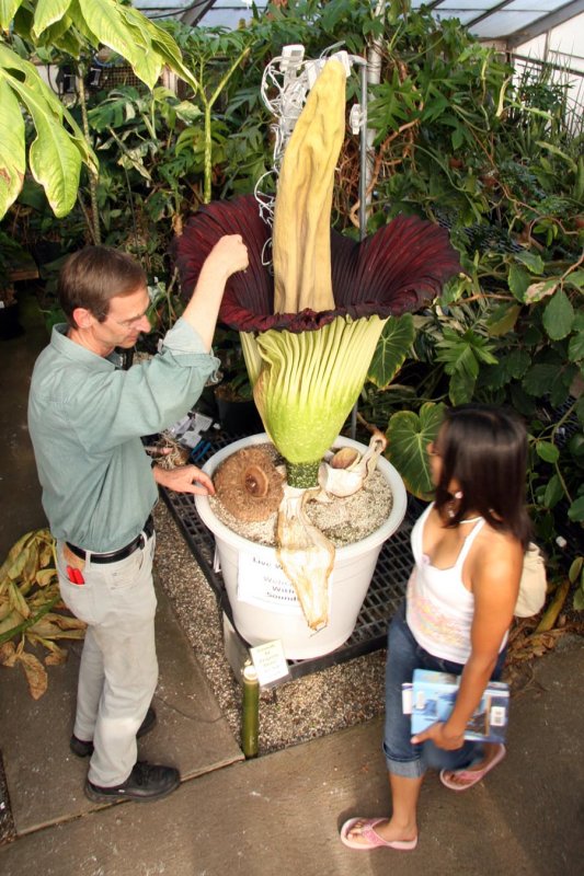 ::   (Amorphophallus titanum) ::  1
