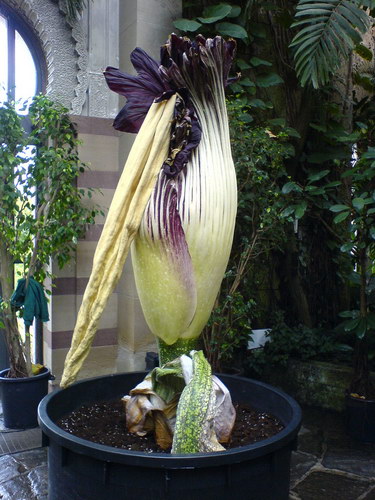  ::   (Amorphophallus titanum)  30