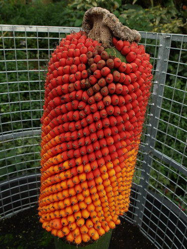  ::   (Amorphophallus titanum)  31