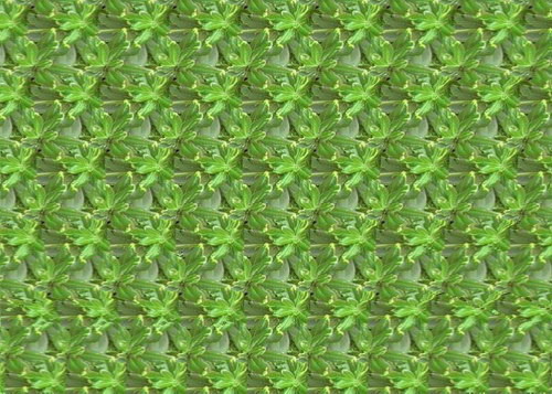   :: Magic eye  11