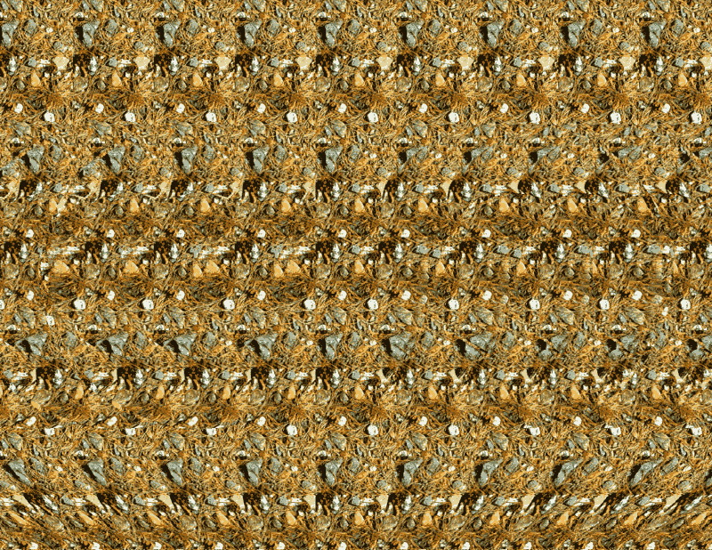 SIRDS -   ::  2