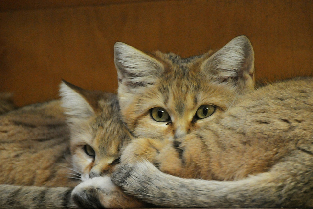 Песочная Кошка – Фялиса Маргарита :: фотография 2