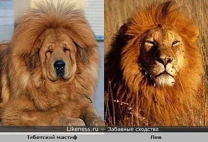Тибетский мастиф :: фотография 1