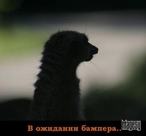 ���������� �������� :: �������� �������� ���� 5