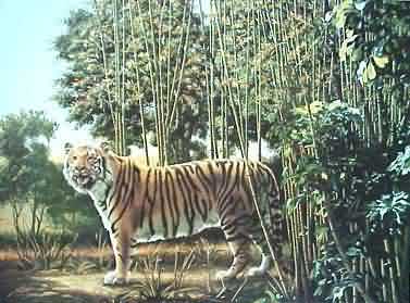 Обманы зрения :: The hidden tiger