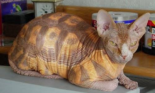 ������� :: �������� ��� ��������� ���� 13