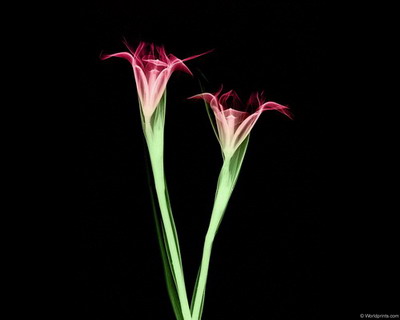 �������� :: X-RAY - ������� 2 ���� 1