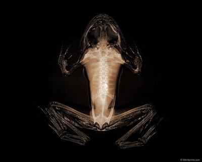 �������� :: X-RAY - ������� 2 ���� 2