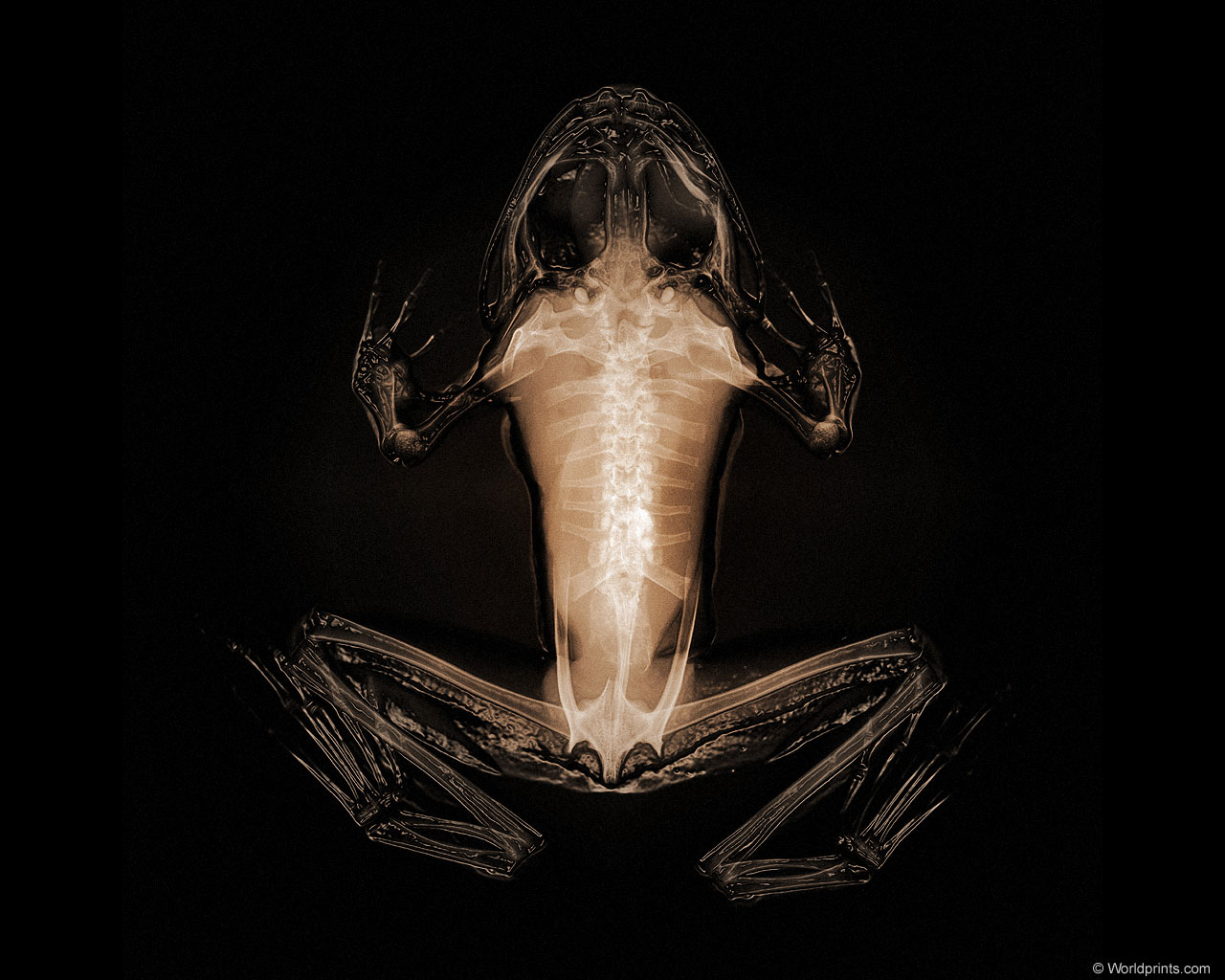 �������� :: X-RAY - ������� 2 :: ���������� 1