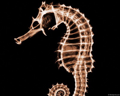 �������� :: X-RAY - ������� 2 ���� 4