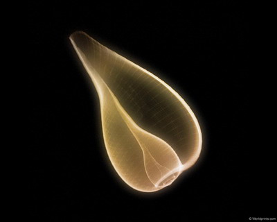 �������� :: X-RAY - ������� 2 ���� 5