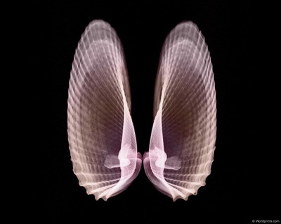�������� :: X-RAY - ������� 2 ���� 12