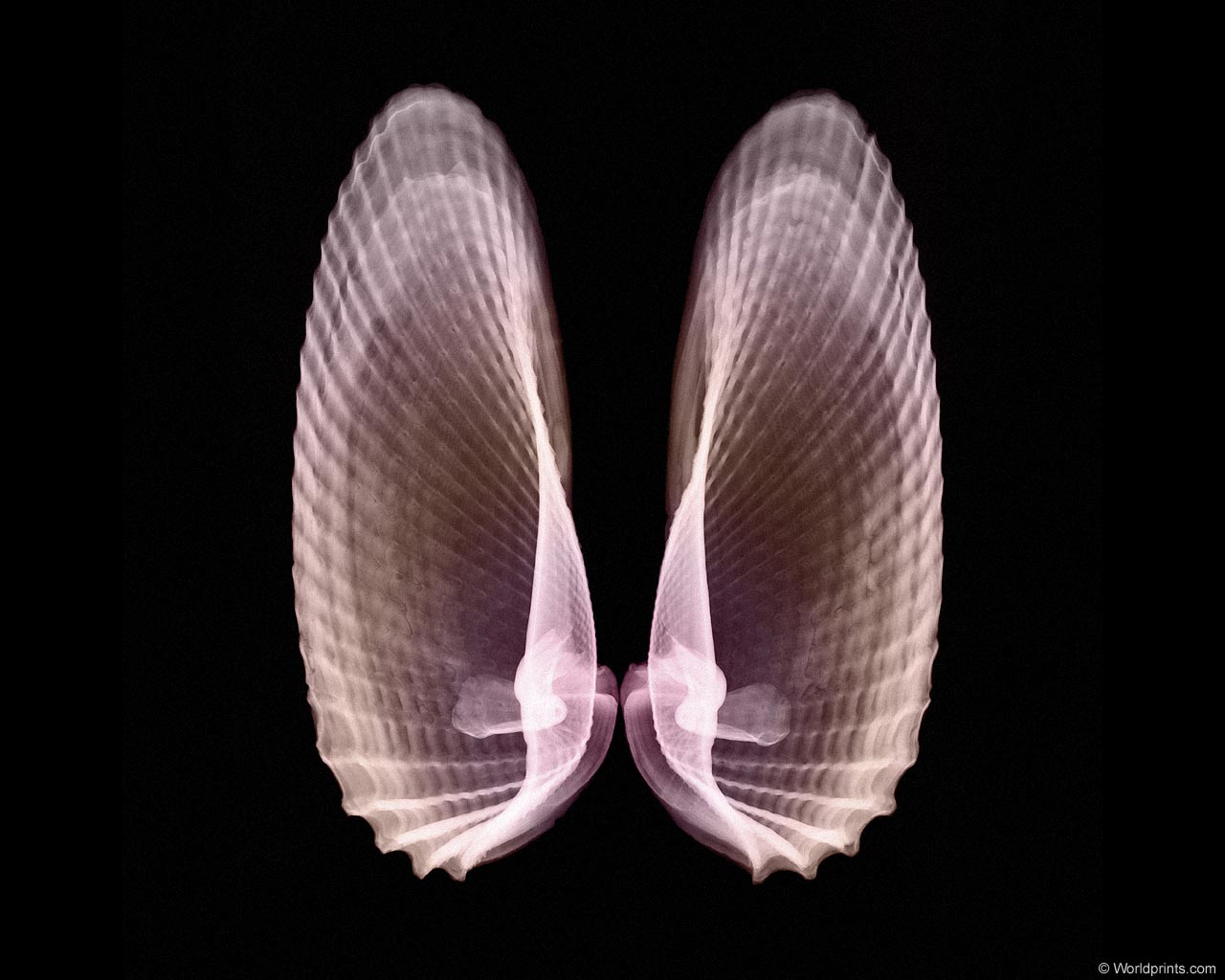 �������� :: X-RAY - ������� 2 :: ���������� 1